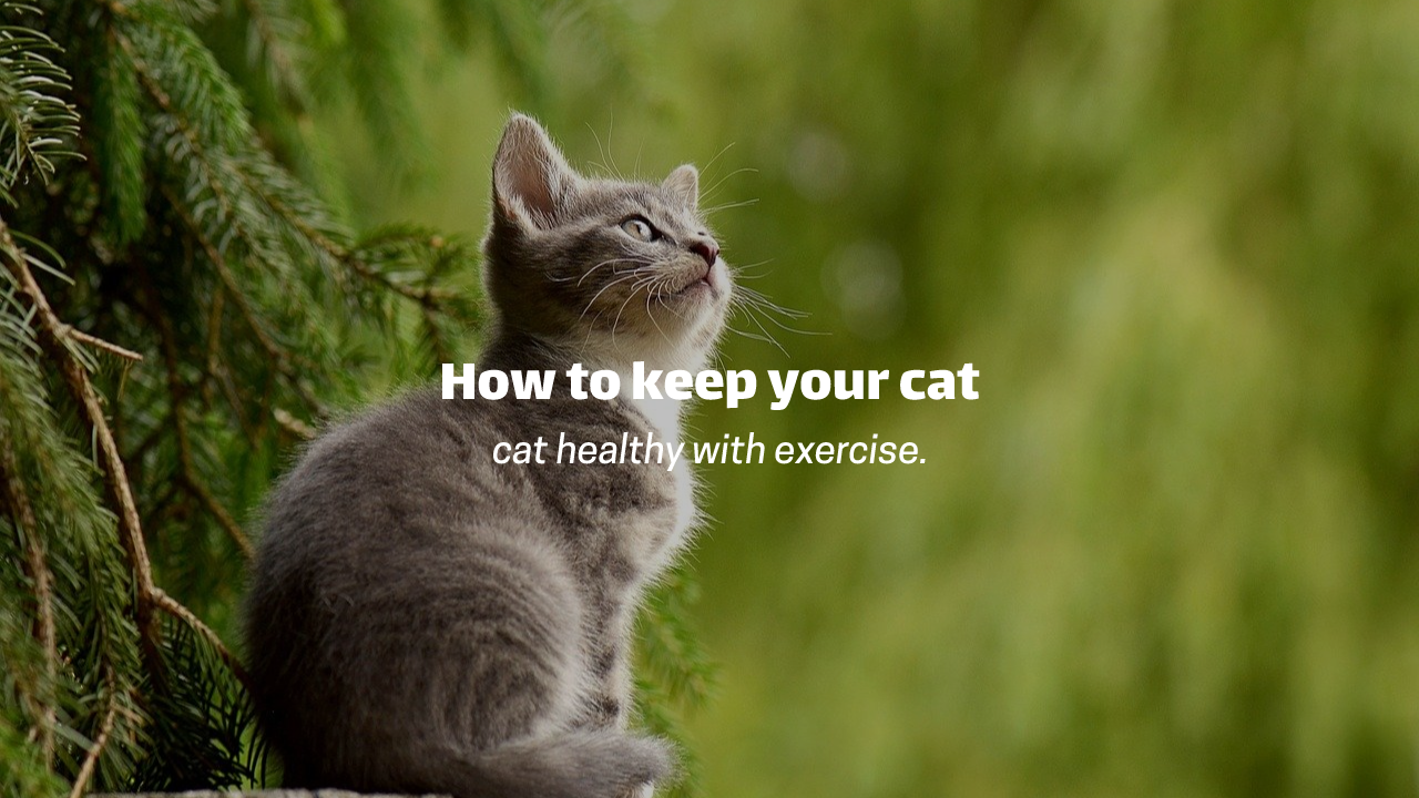 Read more about the article How to keep your cat ‘healthy with exercise’