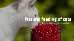 Read more about the article Natural feeding of cats: basic principles and recommended menu