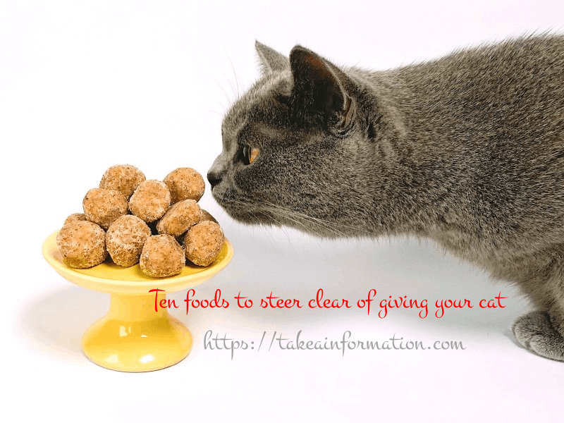 Read more about the article Ten foods to steer clear of giving your cat