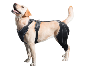 Read more about the article Introducing the LISPOO Dog Knee Brace: A Supportive Solution for Canine Leg Health